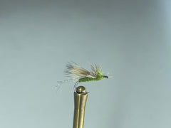 EVERYTHING EMERGER (OLIVE)