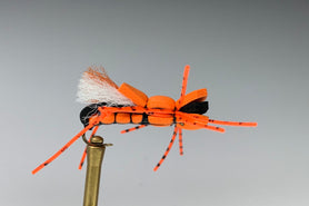 ORANGE ALBERTO GORDO (BLACK THREAD)